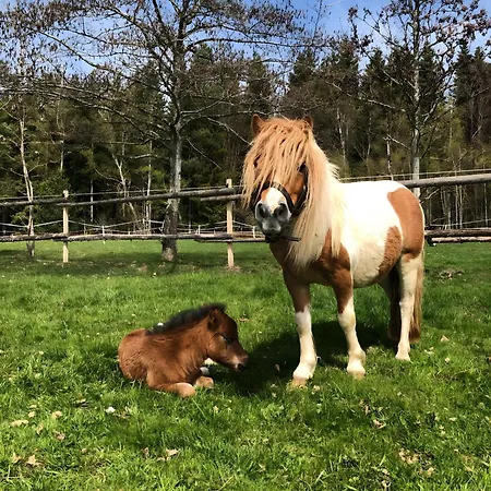 Apartman Falken Nest *