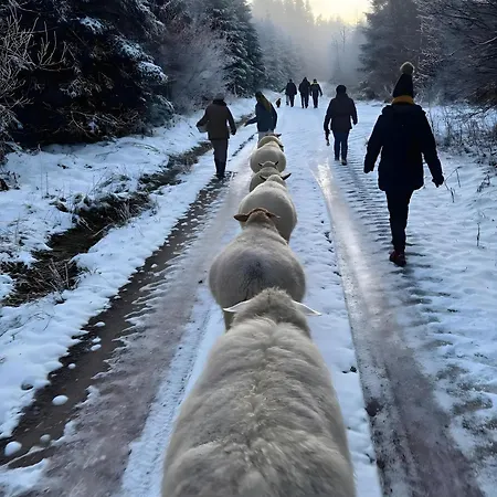 Falken Nest Apartment