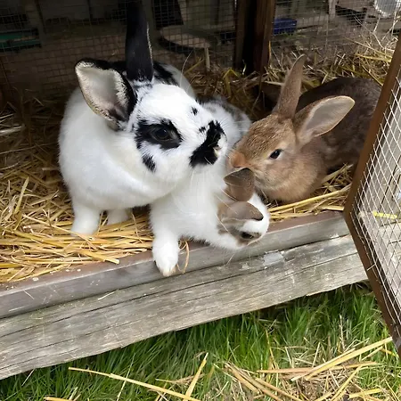 Apartman Falken Nest *