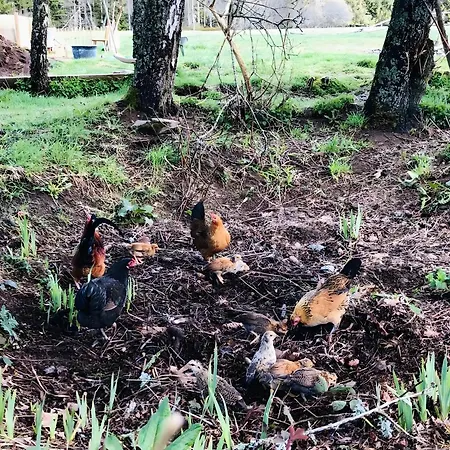 Falken Nest *